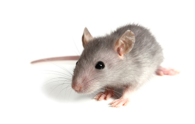 zwalczanie myszy warszawa